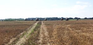 Wheat Field